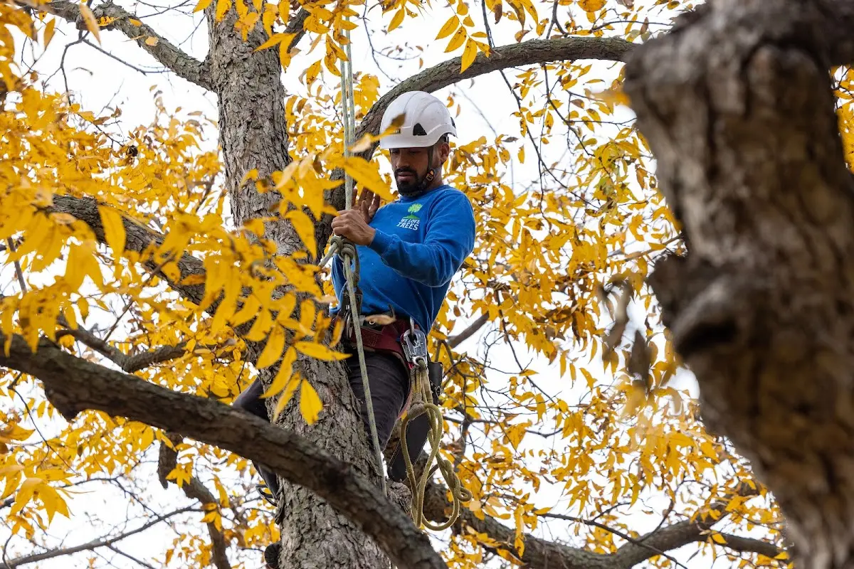 Skilled Tree Planting crew working in Livonia
